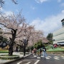 [대구광역시] 이월드 벚꽃축제