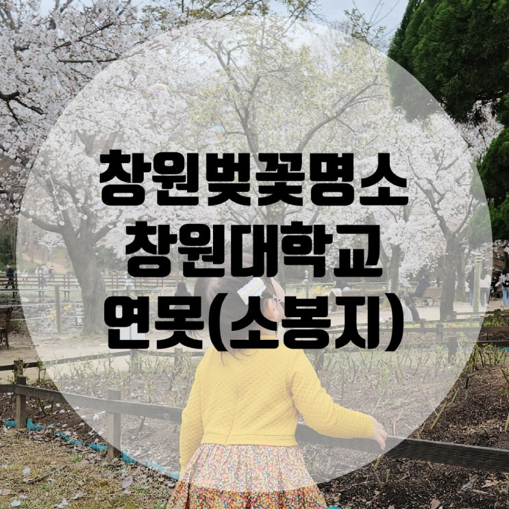 창원 벚꽃구경: 창원대학교 생활관 앞 연못 (소봉지)