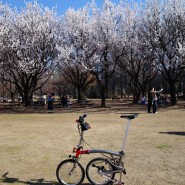 봄꽃 벚꽃을 볼수 있는 미니벨로 자전거 라이딩 코스 추천