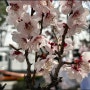 잠실 호수벚꽃축제 개화현황, 고심마켓