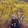 대구 근교 꽃구경 의성 산수유마을에서 결기2주년 기념