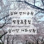 부산근교 나들이 추천 / 김해 연지공원 벚꽃 및 튤립 개화상황