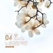 [전북 전주] 목련꽃 그늘 아래서, 전주시청 노송광장 목련