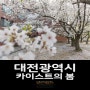 [대전광역시] 카이스트의 봄