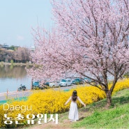 동촌유원지 금호강생태공원 | 실시간 대구 벚꽃 개나리