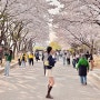 2024 여의도 벚꽃축제 윤중로와 선유도공원 추천!