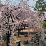 대구 벚꽃 명소 앞산빨래터공원 능수벚꽃 실시간 개화 올해 핫하네요!