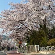 통영 실시간 벚꽃 개화 현황 봉수골 벚꽃축제 2024년 3월 30일