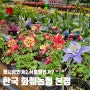 일산 꽃시장 추천 야생화, 모종, 묘목 파는 곳 '한국 화훼농협' 하나로 플라워마트