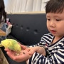 인천 계양 아이랑 가볼만한 곳 : 앵무새 체험카페 ‘리프패럿’