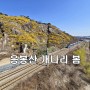 서울 응봉산 개나리 봄 봄 봄(2024. 3. 31)