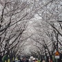 부산 삼락생태공원 벚꽃 명소 낙동강정원 벚꽃축제