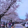 전북_정읍여행 / 정읍 가볼만한 곳 [2024 정읍 벚꽃축제]