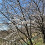 양재천 벚꽃구경 양재천산책로 걷기