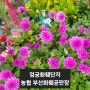 [농협부산화훼공판장]엄궁화훼단지 부산 봄꽃 파는 곳