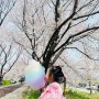 부산 강서구 벚꽃길 맥도생태공원 벚꽃놀이 개화상태