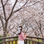 부산 삼락생태공원 벚꽃축제 실시간, 4월 꽃구경 명소!