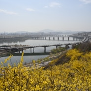 [토요일] 응봉산 개나리 봄꽃 구경