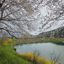 화순 벚꽃: 동구리 호수공원
