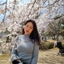 벚꽃로드를 찾아서 떠난 드라이브: 청주 무심천 벚꽃길, 대전 대청호 벚꽃길, 카이스트 꽃놀이
