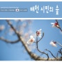 양재천 벚꽃 매헌시민의숲 구 양재시민의숲 4월1일 개화현황