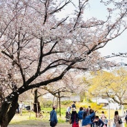 후쿠오카 마이즈루공원 벚꽃 실시간