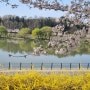 3월 마지막날 금호강 벚나무길 벚꽃 풍경 2