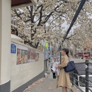 서울 봄나들이 추천 몽글몽글 목련 개화 상태 상봉카페 빈스로드 / 롱샴 르플리아쥬 리뷰