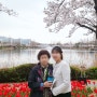 연지공원 벚꽃 튤립이 더 예쁜 호수공원 (길 주차 금지)