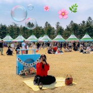 강원도 속초 축제 영랑호벚꽃축제 실시간, 벚꽃명소 추천 ♥