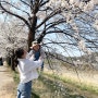 경기 북부 벚꽃놀이 파주 아기랑 벚꽃 놀이 🌸파평면 두포리 밤고지마을(2022.04.17)