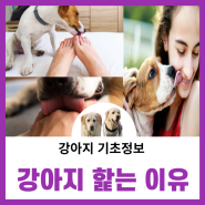 강아지가 사람 손 발 얼굴 입술을 핥는 이유는??