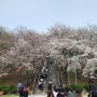 대구 침산공원 벚꽃 오늘 실시간 ^^