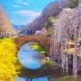 창녕 영산 연지못 만년교 수양벚꽃 만개 주차 경남 로맨틱한 4월 꽃구경 명소
