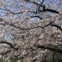 부산 벚꽃 명소, 해운대 달맞이길 벚꽃 실시간 개화 상황 및 주차 정보