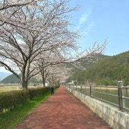 거제도 벚꽃 구경 연초천 거제 봄 산책 걷기 코스