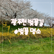 [광주 벚꽃 명소] 광주천 벚꽃길/동천동 동천교 주차