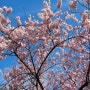 2024. 3월 기록 (3) :: 3월의 마지막, 봄이 왔다!