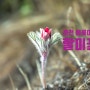 봄의 도시 춘천의 봄꽃여행 할미꽃이 피었어요.