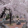 대구 앞산 빨래터공원 벚꽃 근황