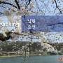 [남원여행] 남원 요천 벚꽃, 전주근교 벚꽃, 광주근교 벚꽃 - 24.03.30