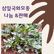 산삼보다 100배 좋은 삼잎국화 모종 나눔&판매