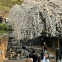 [대구] 앞산빨래터공원, 능수벚꽃 명소 개화 실시간 24.03.30 봄 데이트