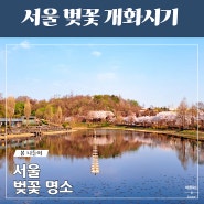 2024년 서울 벚꽃 개화 시기 만개 시기 한적한 서울 벚꽃 명소 Top5