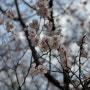 2024년 윤중로 벚꽃축제 기간 3.30 실시간 후기