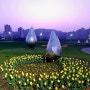 순천 가볼 만한 곳] 순천만국가정원 동천 벚꽃길과 순천만 앞쪽 공원