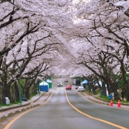 오늘 아침 실시간 제주대학교 벚꽃 명소 개화 상황 4월 제주여행