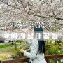 4월 제주도 벚꽃 명소 예래생태공원 개화시기