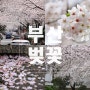 부산 대신동 삼익아파트 벚꽃터널 실시간 개화 상황 만개 교통편 주차