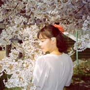안양천 벚꽃 사진 촬영 포인트 _ 필름카메라 Leica c2 +영화용필름
